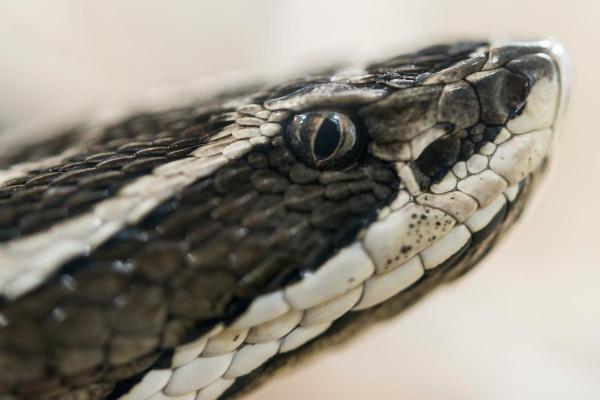 Animals Beginning With Y - Yarará grande (Bothrops alternatus)
