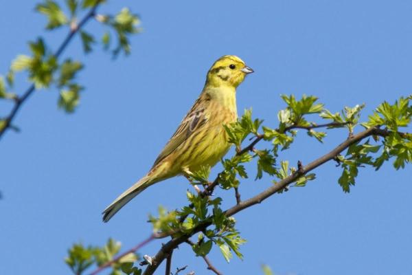 Animals Beginning With Y - Yellowhammer (Emberiza citrinella)