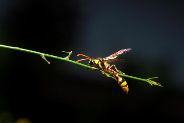 Animals Beginning With Y - Yellowjacket (Dolichovespula spp. and Vespula spp.)