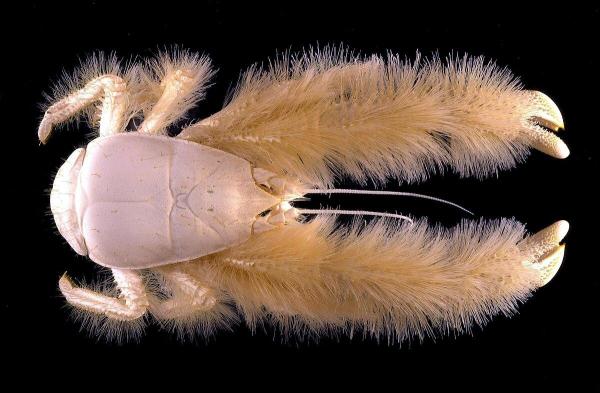 Animals Beginning With Y - Yeti lobster (Kiwa hirsuta)