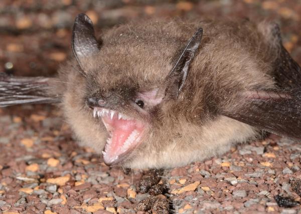 Animals Beginning With Y - Yuma myotis (Myotis yumanensis)