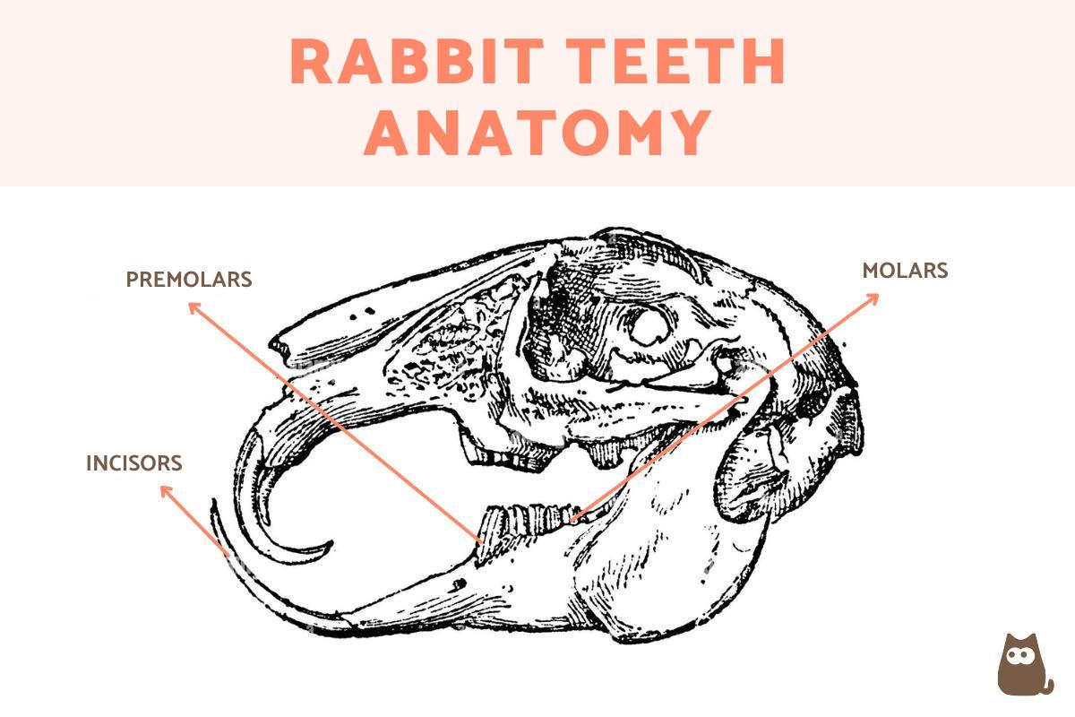 How Many Teeth Do Rabbits Have Rabbit Teeth Anatomy How Many Teeth Do Rabbits Have Rabbit Teeth Anatomy
