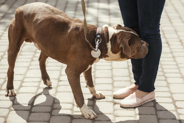 My Dog is Scared of Cars and Traffic - Why and What to Do