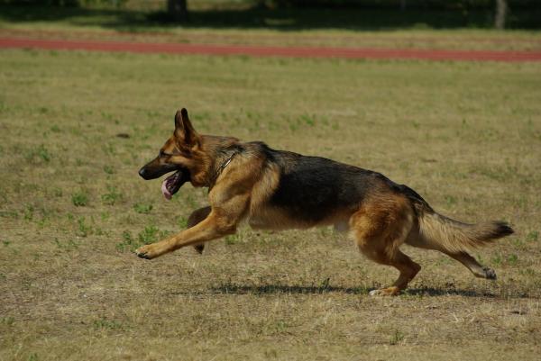 15 Most Obedient Dog Breeds List - With Pictures - 3. German Shepherd