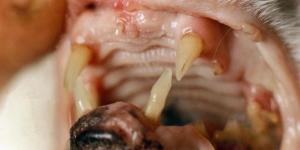 Can Cat Get Caries? - Cavities in Cats, Symptoms and Treatment
