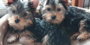 How to Make a Yorkshire Terrier's Ears Stand Up