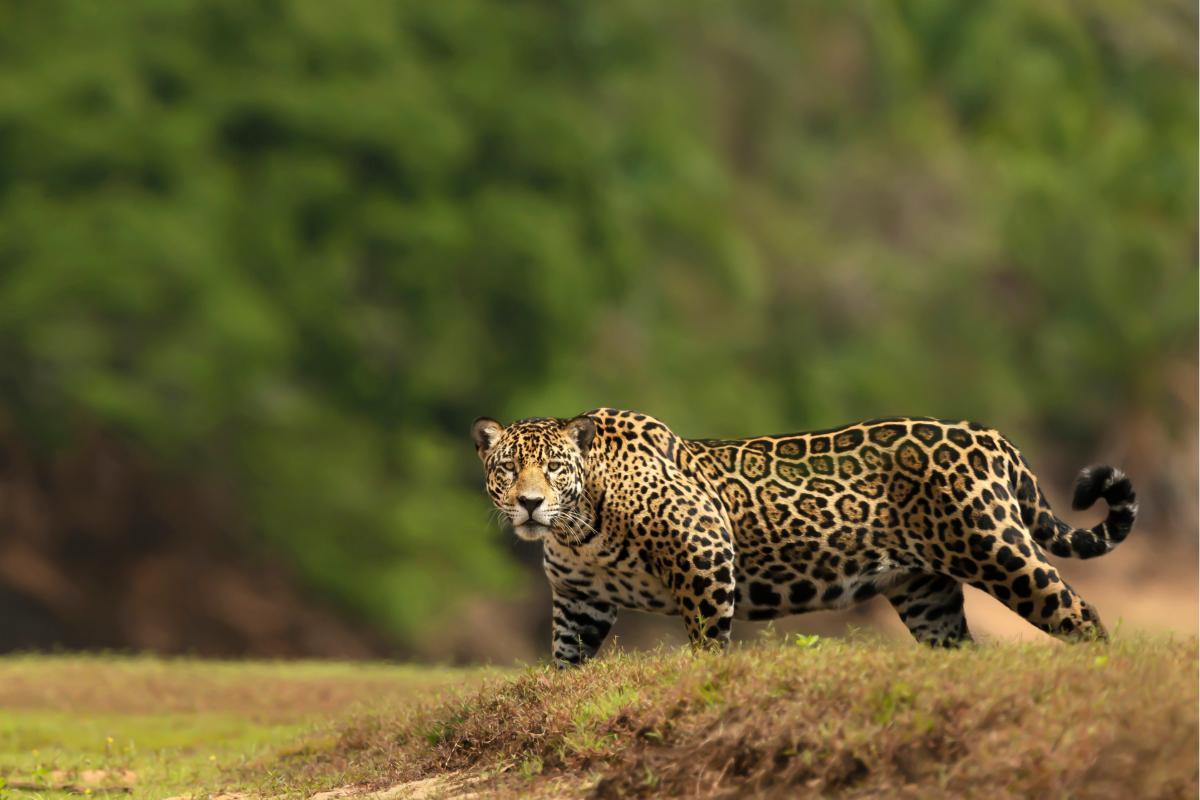 Where Do Jaguars Live in the World?