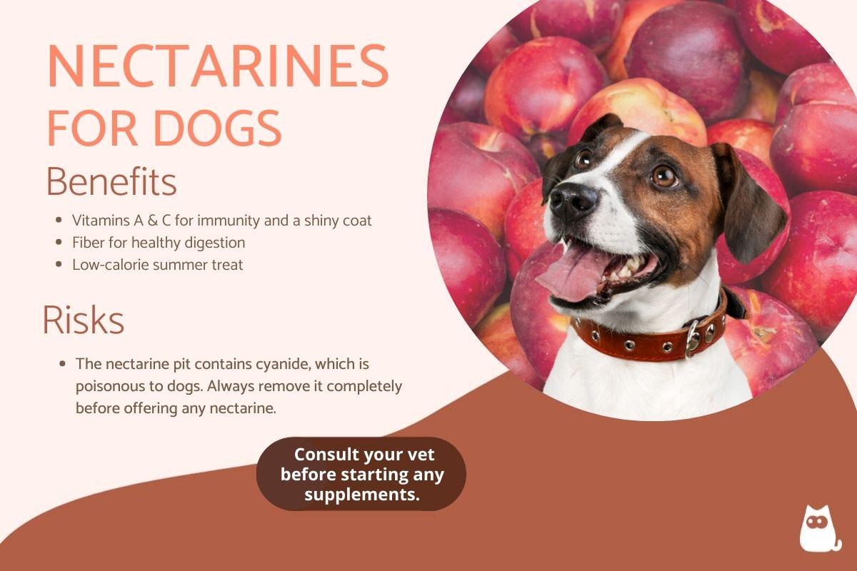 Are Nectarines Safe For Dogs?