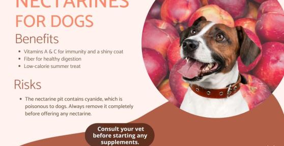 Are Nectarines Safe For Dogs?