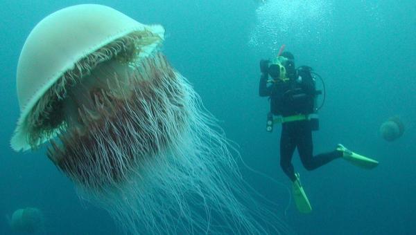 Types of Jellyfish - Names and Characteristics - Big jellyfish 