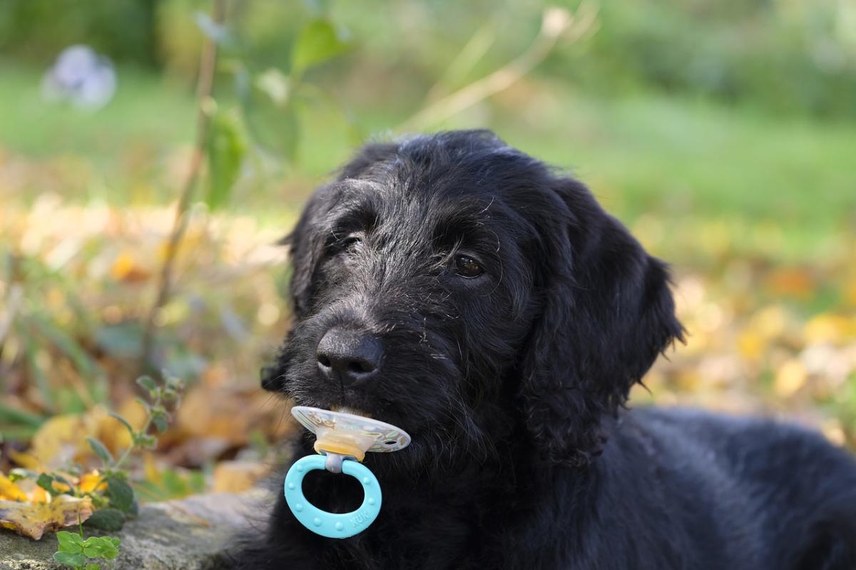 Is It Wrong to Treat a Dog Like a Human?