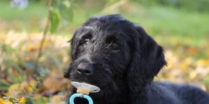 Is It Wrong to Treat a Dog Like a Human?