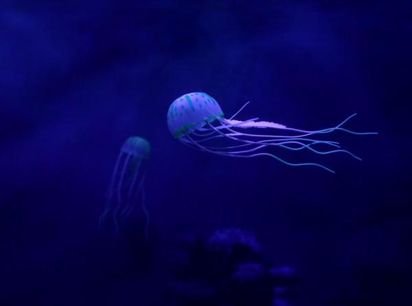 Types of Jellyfish - Names and Characteristics - Jellyfish classification 