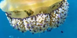 Types of Jellyfish - Names and Characteristics