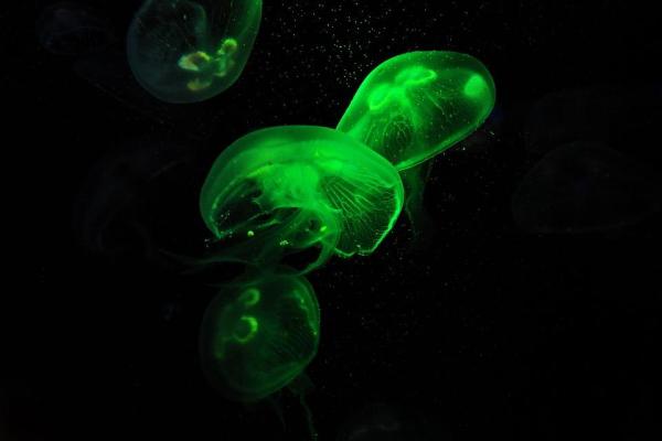 Types of Jellyfish - Names and Characteristics - what do jellyfish eat?