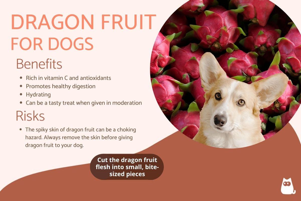 Is Dragon Fruit Good for Dogs?