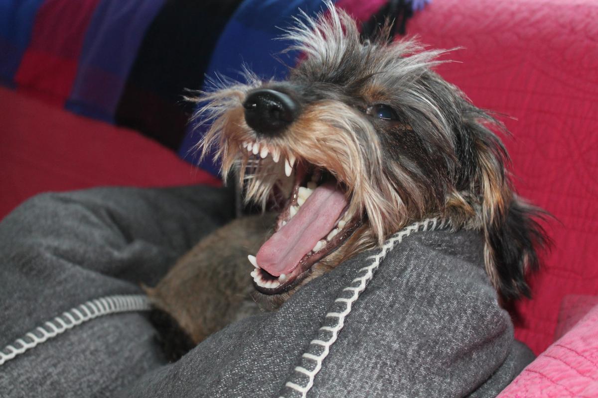 My Dog Doesn't Like Me