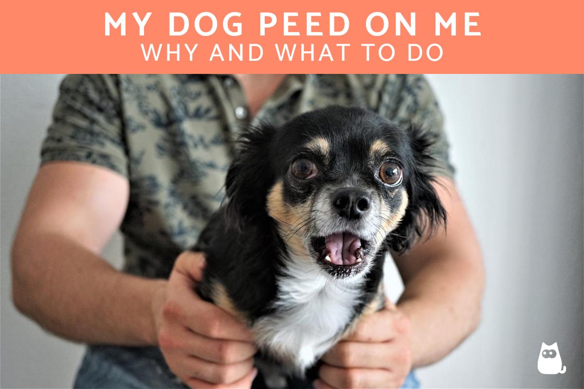 My Dog Peed on Me - Why and What to Do