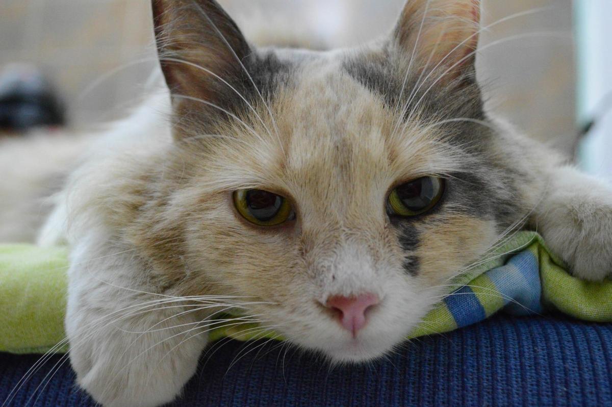Leukopenia in Cats - Low White Blood Cells Count