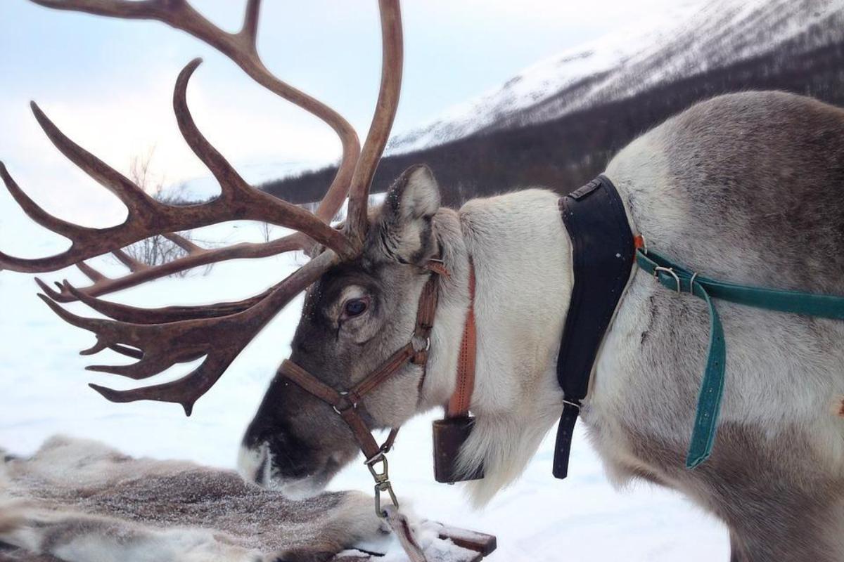 Why Are Reindeer Associated With Christmas?
