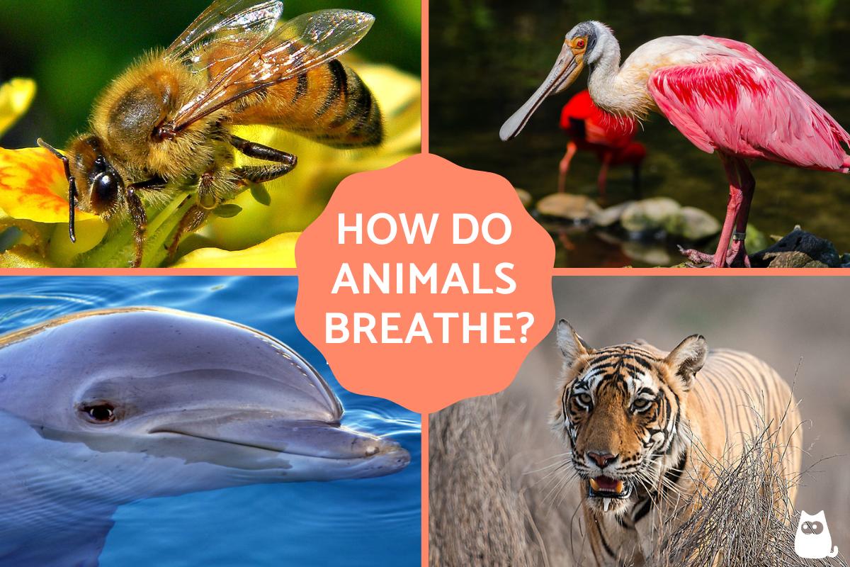 How Do Animals Breathe?
