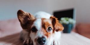 My Dog Has One Floppy Ear - Causes and What to Do