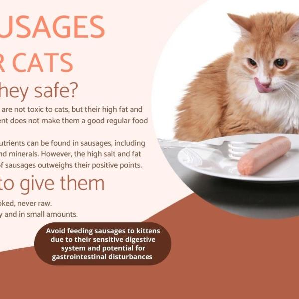 Can Cats Eat Sausage Dosage Side Effects and Contraindications