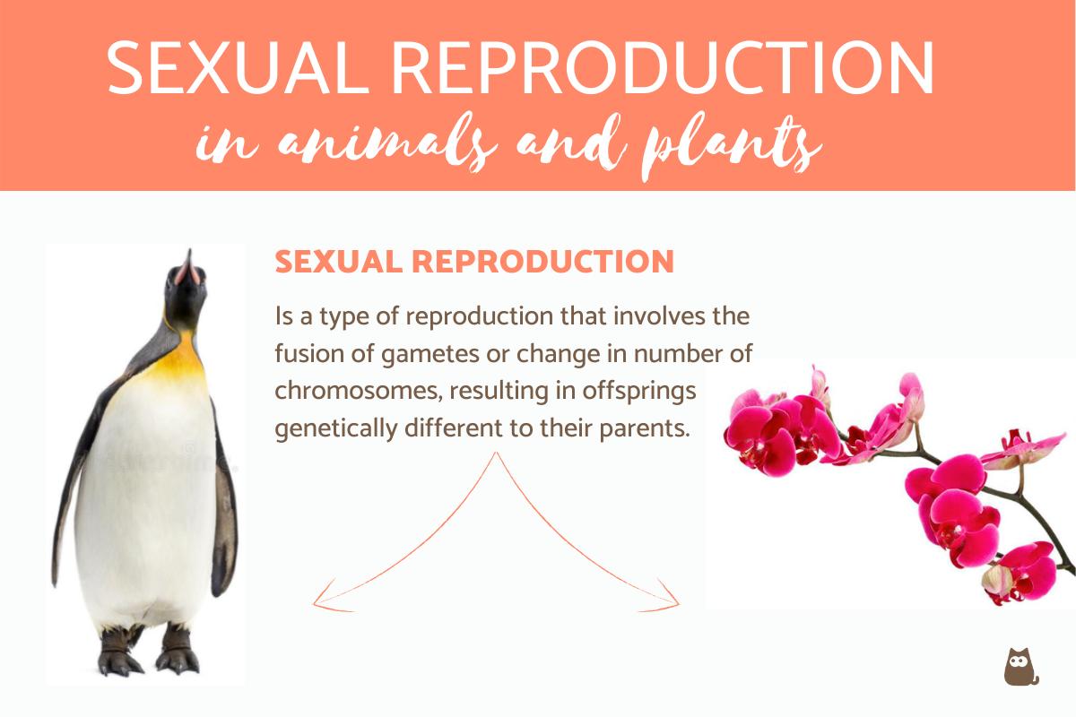 Sexual Reproduction in Animals and Plants