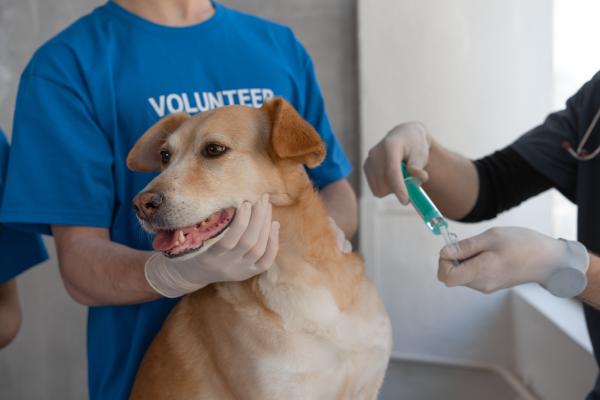 Cough Syrup for Dogs - Side effects of cough syrup for dogs