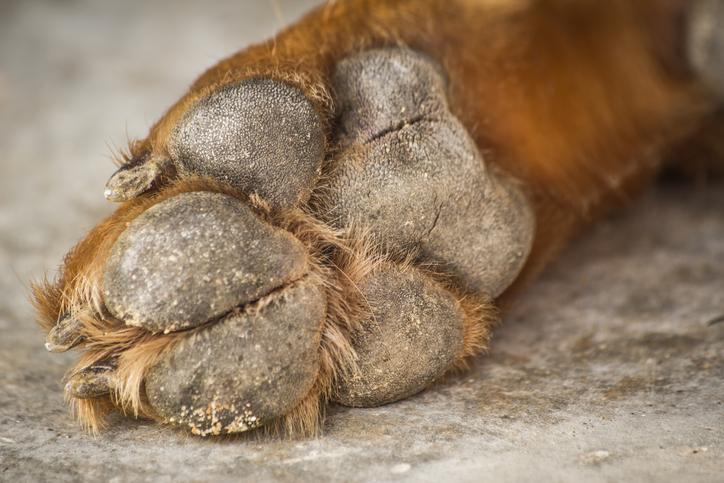 My Dog s Paws Are Dry and Rough Hyperkeratosis in Dogs