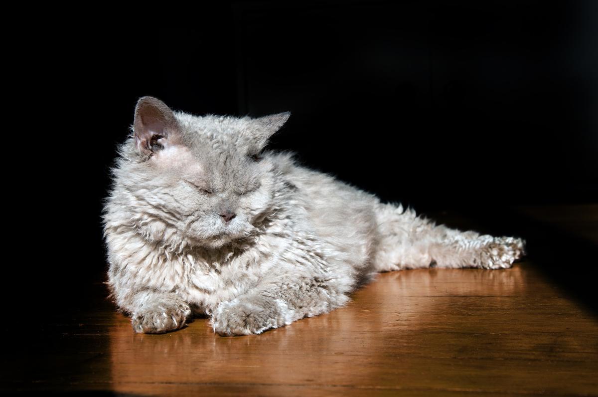 Cat Breeds with Wavy Hair