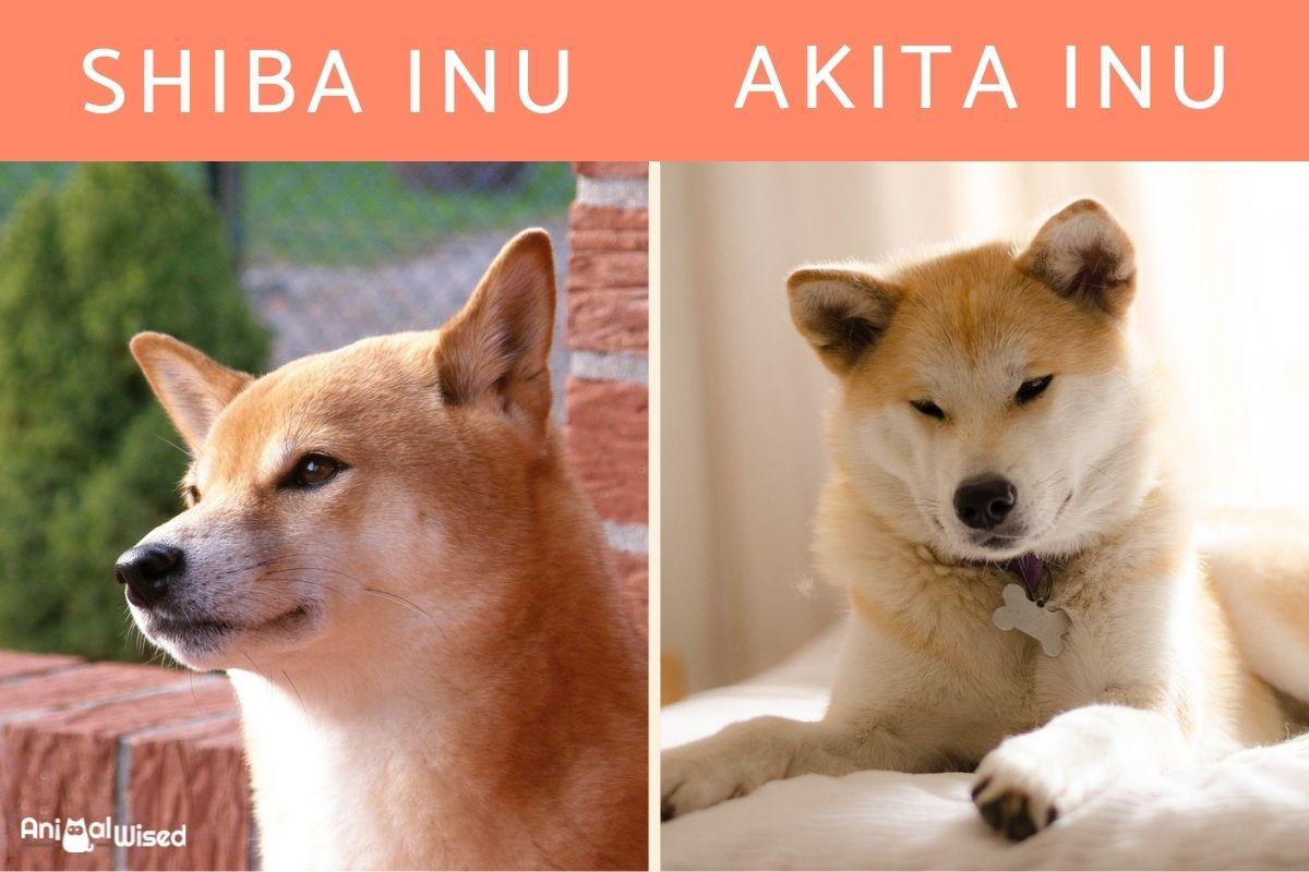 Differences Between a Shiba Inu and Akita Inu