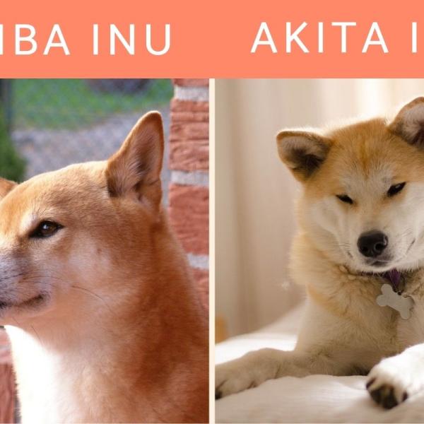 Cheap difference between akita and shiba Shop