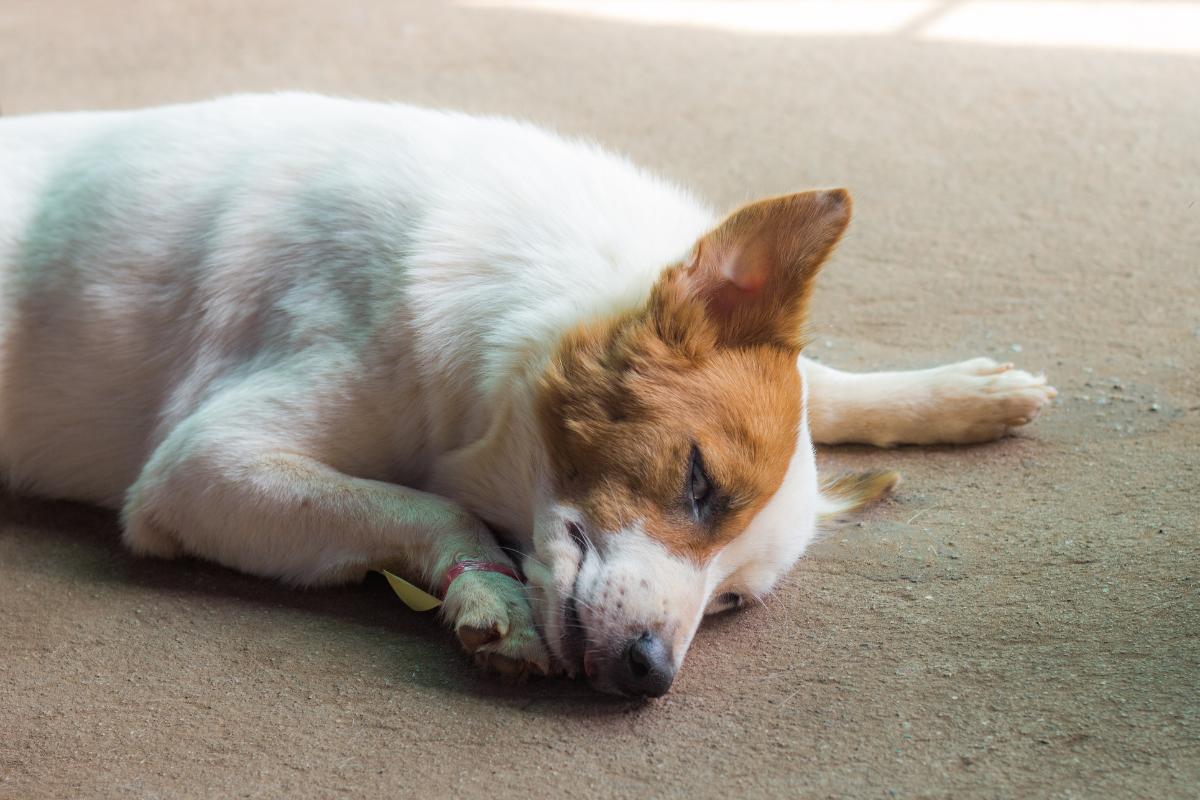 Signs and Symptom of Heart Failure in Dogs