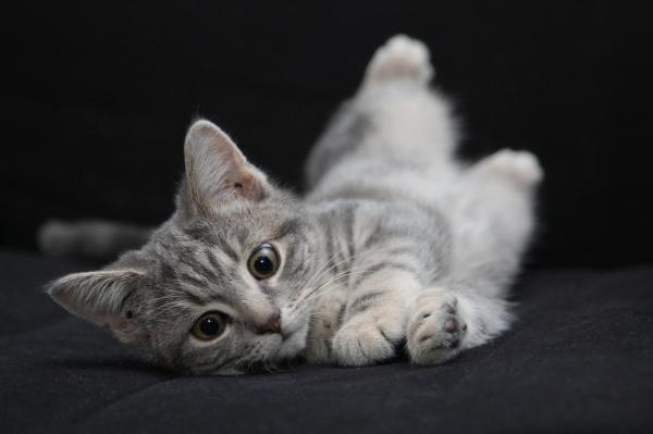 Grey Cat Names - Male and Female - Unique grey cat names: What to keep in mind