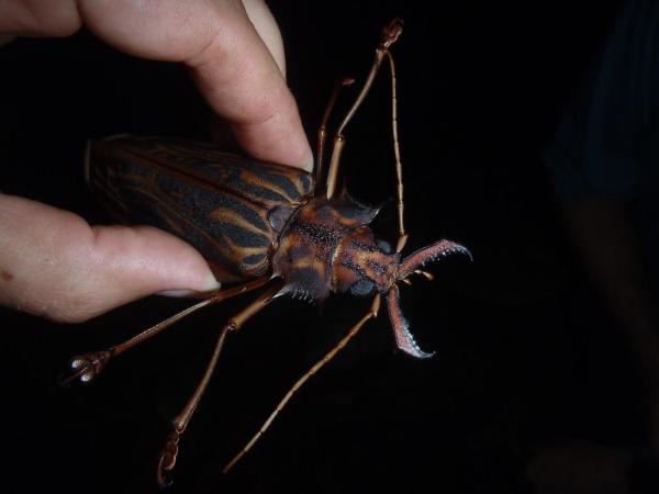 The Largest Insects in The World - 