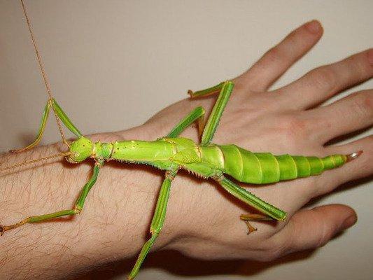 The Largest Insects in The World - 