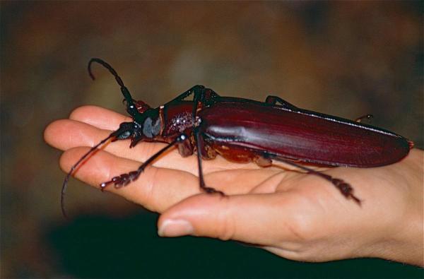 The Largest Insects in The World - Coleoptera