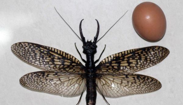 The Largest Insects in The World - Megaloptera and odonates