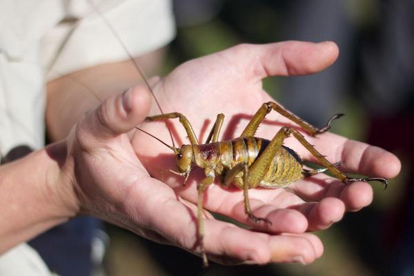 The Largest Insects in The World - Orthoptera and Hemiptera