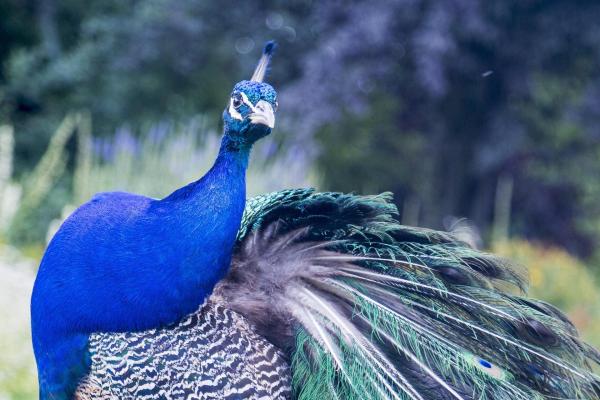 Where Do Peacocks Live? - Peafowl in captivity 