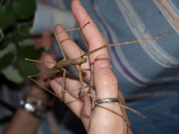 The Largest Insects in The World - Phasmids and Mantids