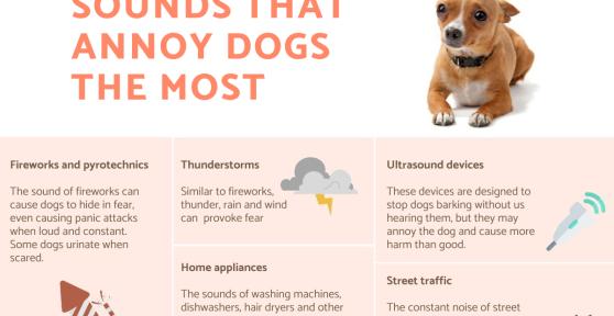 Sounds That Annoy Dogs the Most