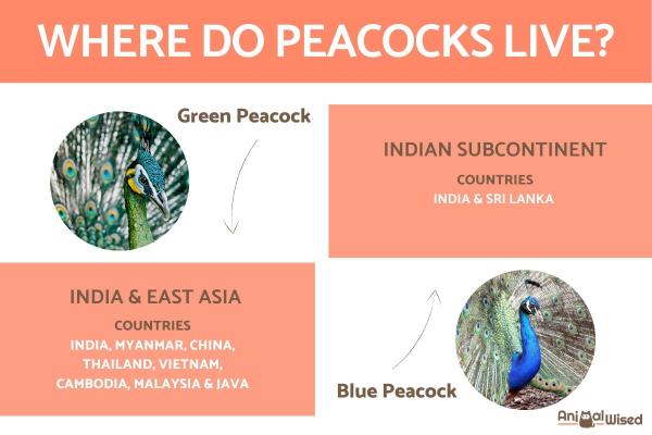 Where Do Peacocks Live?