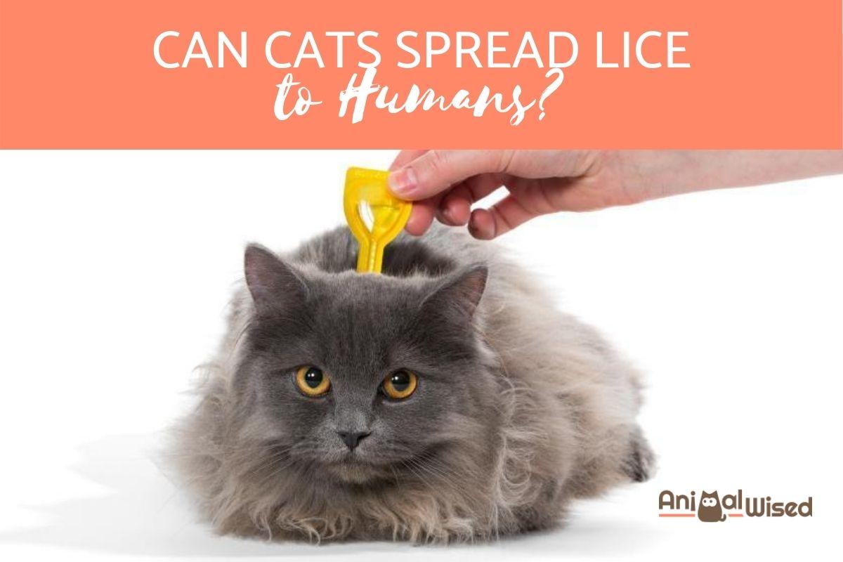 Can I Get Lice From My Cat?