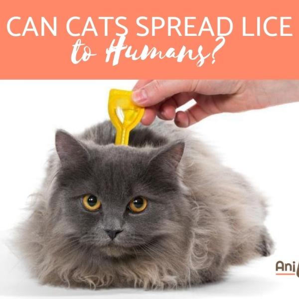 Symptoms of lice in cats cheap