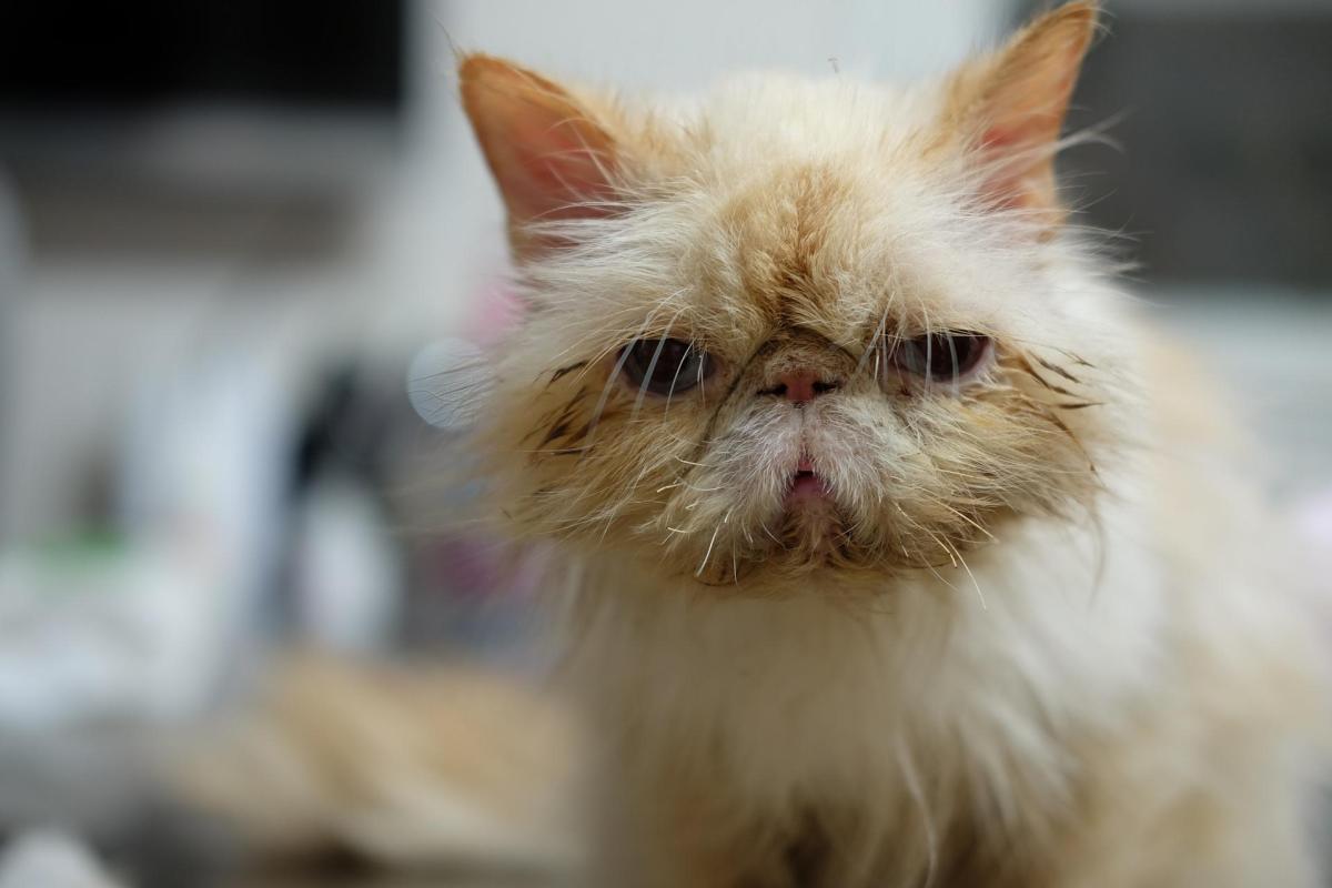 Famciclovir for Cats - Uses, Dosage and Side Effects
