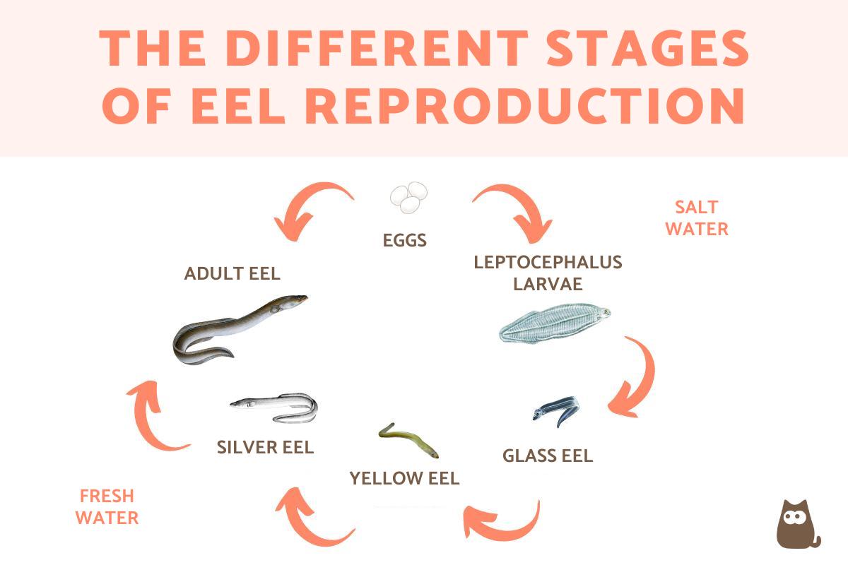 How Do Eels Reproduce? - Eel Reproduction Explained With Diagrams