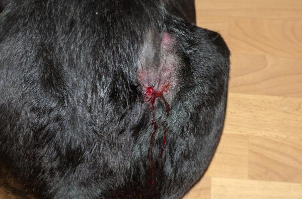 My Dog's Stitches Are Open