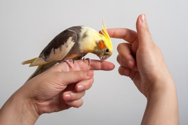 Understanding Cockatiel Behavior - Mating behavior in cockatiels